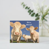 Koeien We hebben het Briefkaart Nieuw adres verpla (Staand voorkant)