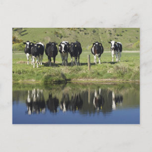 Koeien weerspiegeld in kanaal, Henley, Taieri Plai Briefkaart