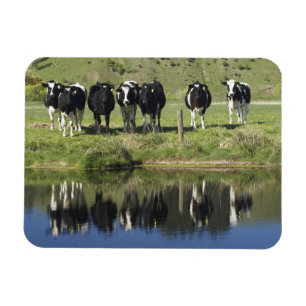 Koeien weerspiegeld in kanaal, Henley, Taieri Plai Magneet