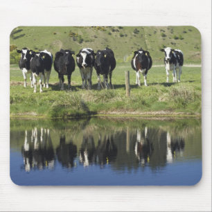 Koeien weerspiegeld in kanaal, Henley, Taieri Plai Muismat