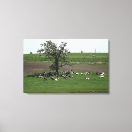 Koeien zittend onder een boom Midwest boerderij la Canvas Afdruk