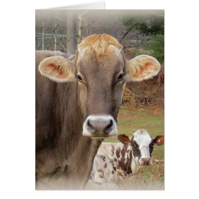 Koeiengezichten (Voorkant)