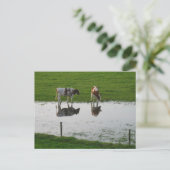 Koeienreflecties in het Briefkaart water (Staand voorkant)