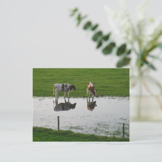 Koeienreflecties in het Briefkaart water (Staand voorkant)