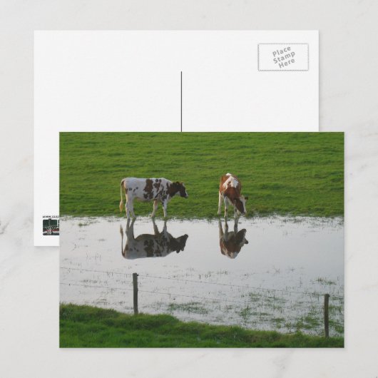 Koeienreflecties in het Briefkaart water (Voorkant / Achterkant)