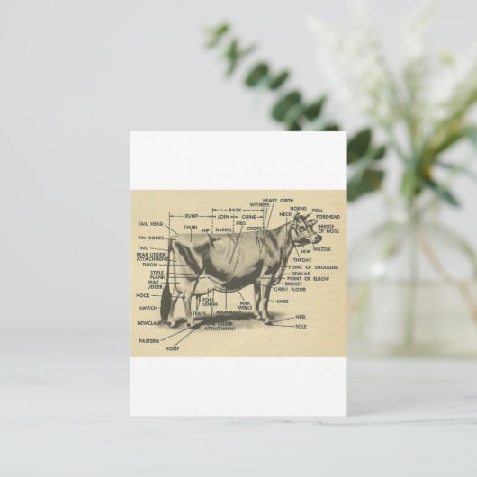 koeienvlees briefkaart (Staand voorkant)