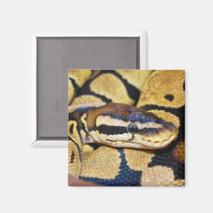 Koekdoekje Python, kopdoek Magneet