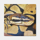 Koekdoekje Python, kopdoek Magneet (Voorkant)