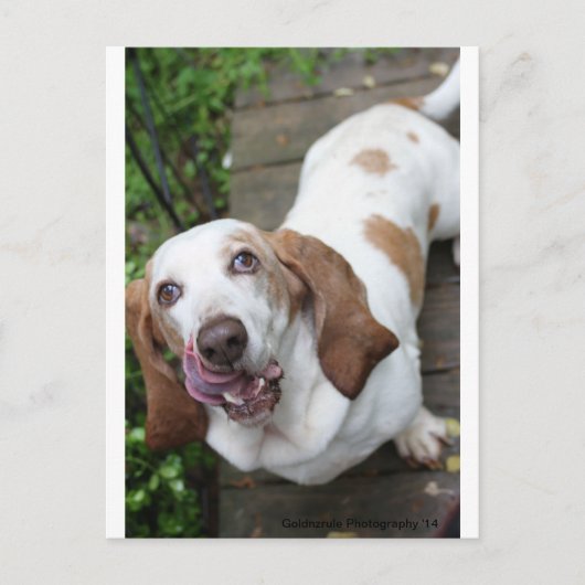 Koekje? Briefkaart (Voorkant)