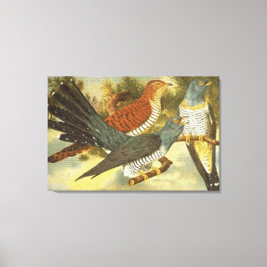 Koekoek Vogels met Moderne Kunst Canvas Print (Voorkant)