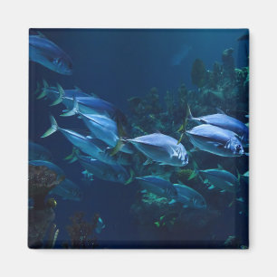 Koel aquariumvis donker water magneet