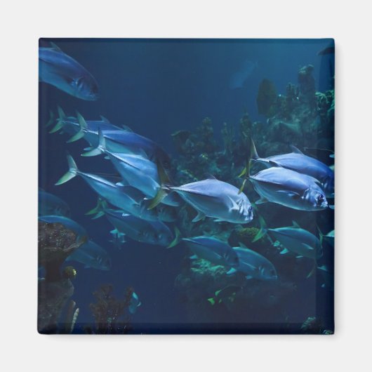Koel aquariumvis donker water magneet (Voorkant)
