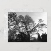 Koel boomfotografie. briefkaart (Voorkant / Achterkant)