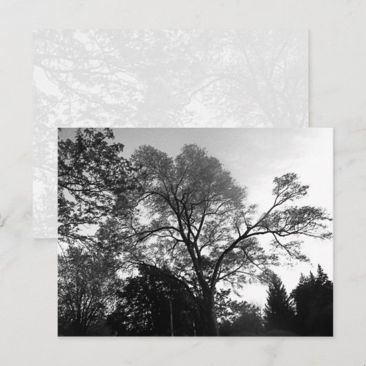 Koel boomfotografie. briefkaart (Voorkant / Achterkant)