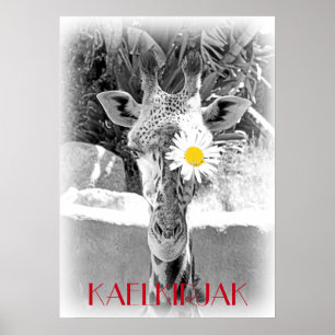 Koel Giraffe Poster! Poster
