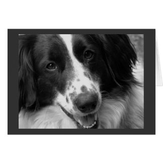 Koel, kalm en achtergebleven hond