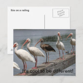 Koel om verschillend briefkaart te zijn (Voorkant / Achterkant)