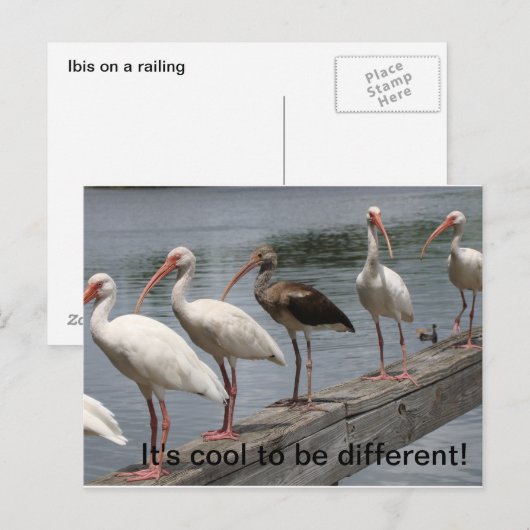 Koel om verschillend briefkaart te zijn (Voorkant / Achterkant)