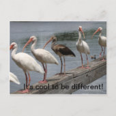 Koel om verschillend briefkaart te zijn (Voorkant)