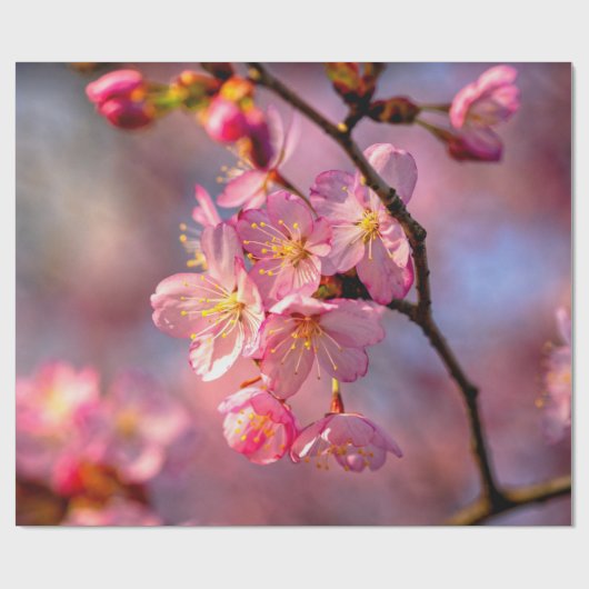 Koel Sakura-bloemen op een Cherry-boom Cadeaupapier (Vlak)