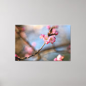 Koel Sakura bloemen tegen de grijze achtergrond Canvas Afdruk (Voorkant)