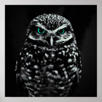 Koel zwart en witte oliet met cyaan-ogen