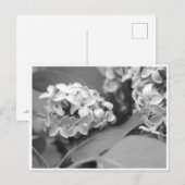 koele bundel leuzen briefkaart (Voorkant / Achterkant)