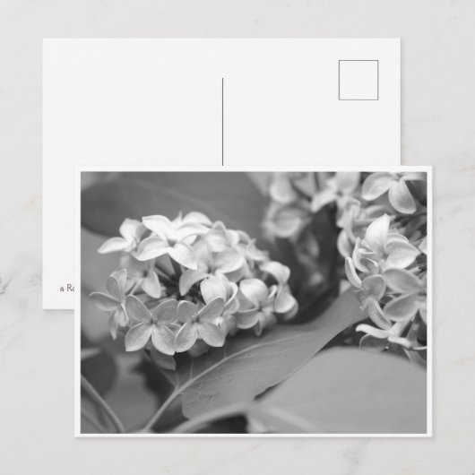 koele bundel leuzen briefkaart (Voorkant / Achterkant)