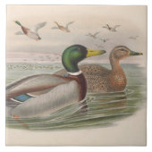 Koele  eenden Decor Keramische tegel Tegeltje (Voorkant)
