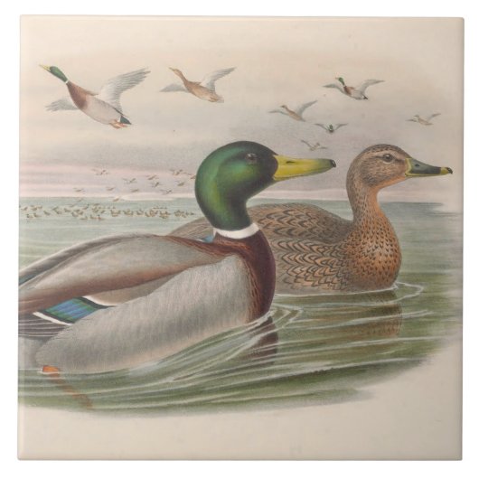 Koele  eenden Decor Keramische tegel Tegeltje (Voorkant)