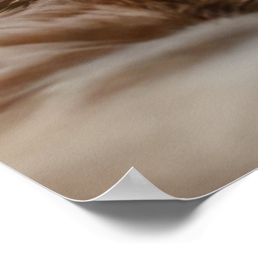 Koele katten in Parijs Poster (Hoek)