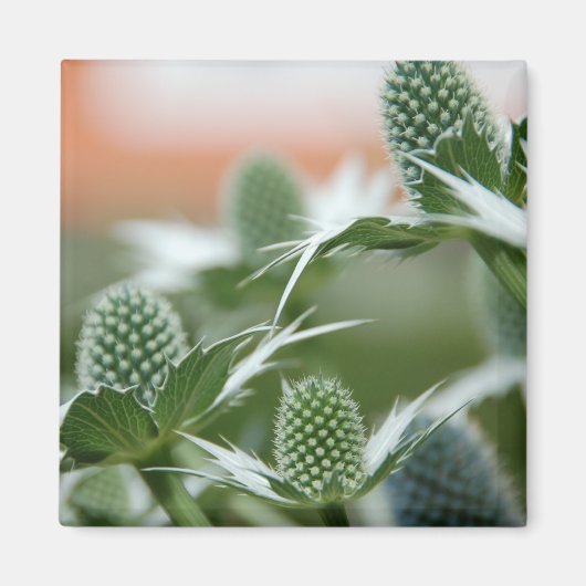 Koele Planten magneet (Voorkant)