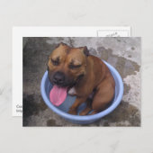 Koelen op een warme dag briefkaart (Voorkant / Achterkant)