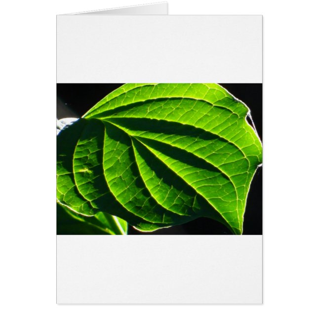 Koelgroen blad (Voorkant)