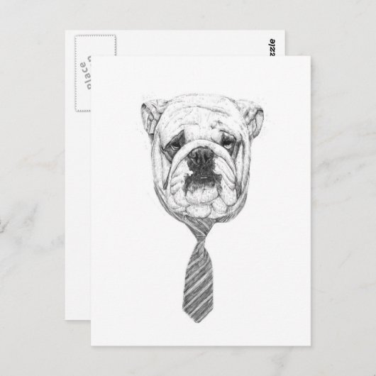 koelhond briefkaart (Voorkant / Achterkant)