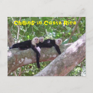 Koeling in Costa Rica Briefkaart