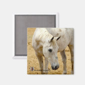 Koelkast magneet "Lester" (Voorkant / Achterkant)