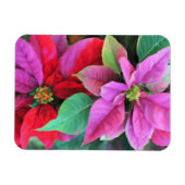 Koelkast Magneet Roze & Rode Poinsettias (Horizontaal)