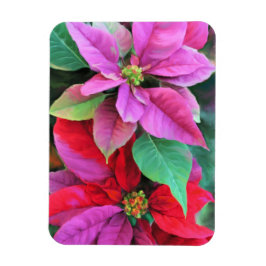 Koelkast Magneet Roze & Rode Poinsettias