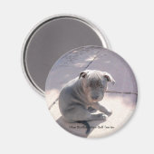 Koelkast magneet van Blue Staffordshire Bull Terri (Voorkant / Achterkant)