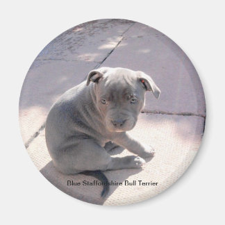 Koelkast magneet van Blue Staffordshire Bull Terri