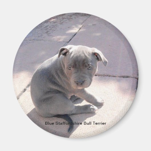 Koelkast magneet van Blue Staffordshire Bull Terri (Voorkant)