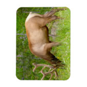 Koelkast magneet Yellowstone Elk (Verticaal)