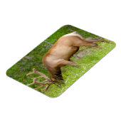 Koelkast magneet Yellowstone Elk (Linkerzijde)