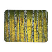Koelkast Magnet - Acadia Forest of Birch Trees Magneet (Horizontaal)