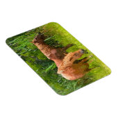 Koelkast Magnet Assateague Wilde Paarden Magneet (Rechterzijde)