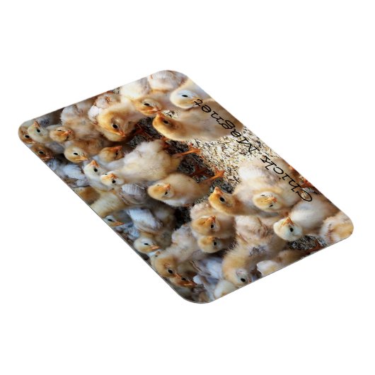 Koelkast Magnet Chick Magnet Magneet (Rechterzijde)