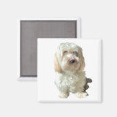 Koelkast Magnet Havanese Dog (Voorkant / Achterkant)
