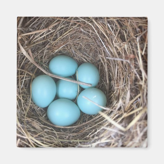 Koelkast Magneten - Bluebird Eggs (Voorkant)