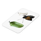 Koelkast Magnetmonarch/Chrysalis Magneet (Linkerzijde)